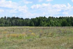 Peatland in the Zhytomyr region, Ukraine (Photo: Olga Denyshchyk)