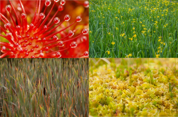 Potential Paludiculture Plants of the Holarctic - Cover (Collage: GMC)