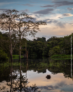 Güeppi Sekime National Park Crédito © Diego Pérez  WWF Peru