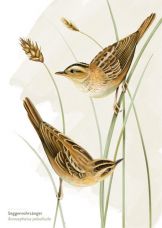 Seggenrohrsänger Postkarte A6