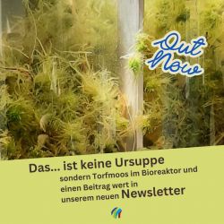 SOM-Card of Paludiculture-Newsletter 1|2024 (Bild: Maria Glaubitz)